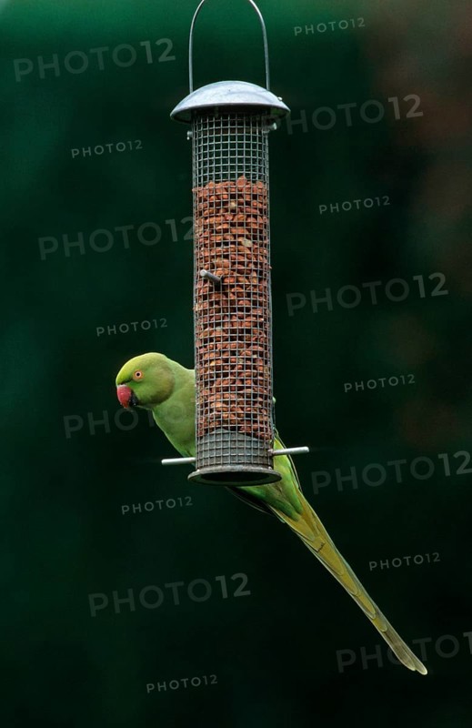 Ring-necked Parakeet
