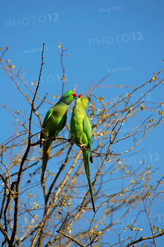Rose-ringed Parakeet