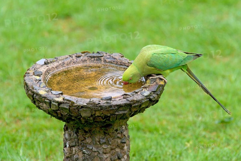 Rose-ringed Parakeet