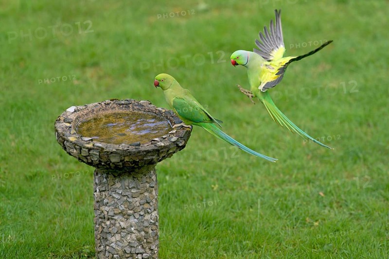 Rose-ringed Parakeet