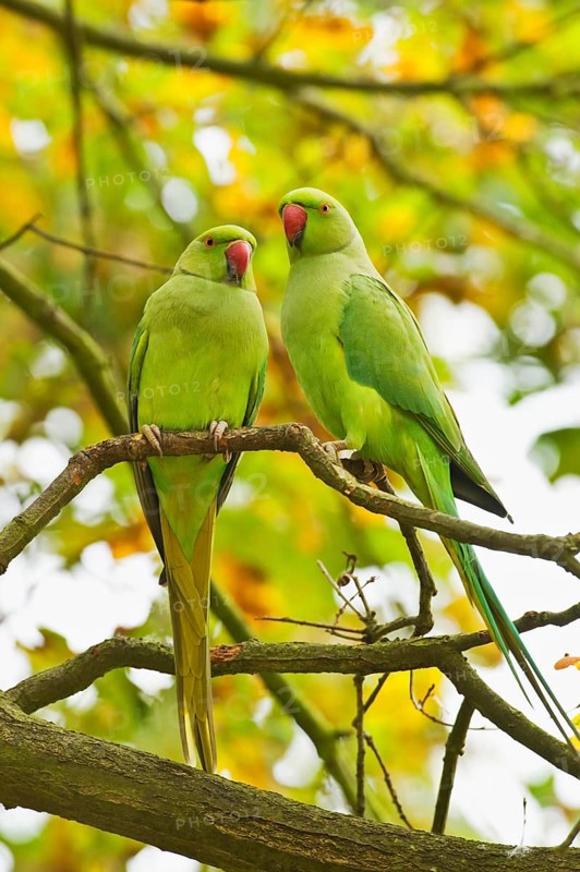 Rose-ringed Parakeet