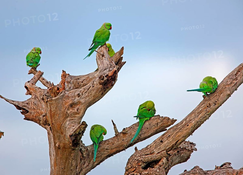 Rose-ringed Parakeet