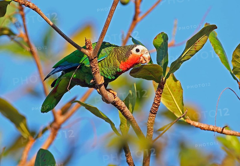 Eastern Cuba Amazon