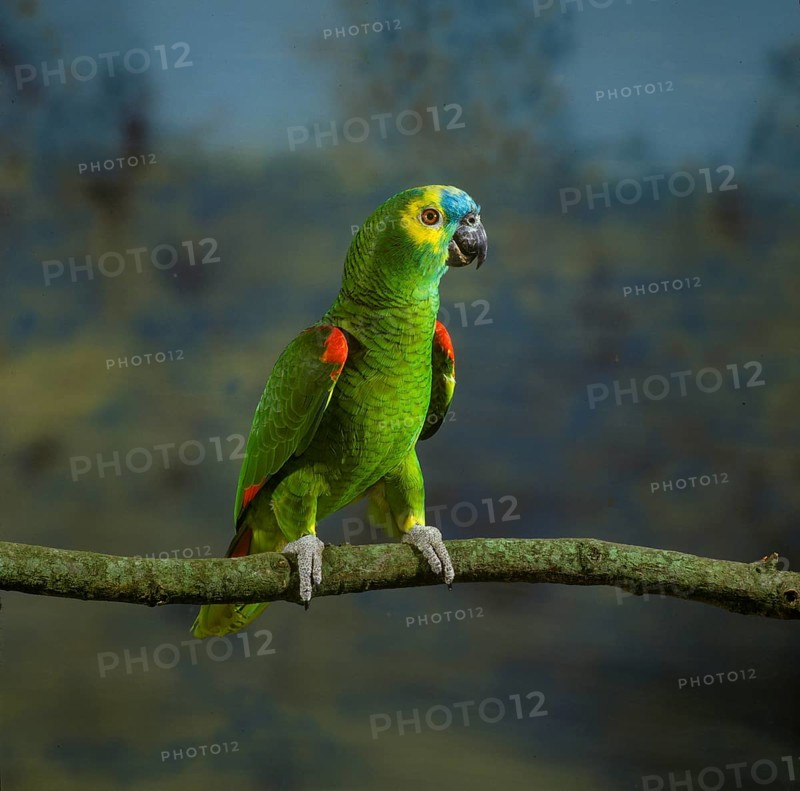 Blue-fronted Amazon