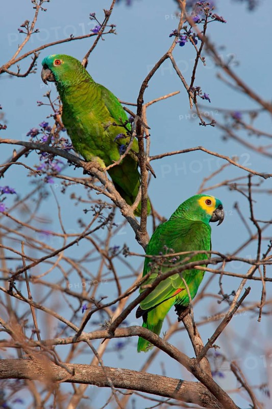 Blue-fronted Amazon
