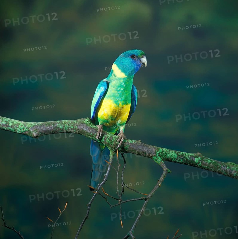 Barnard parakeet