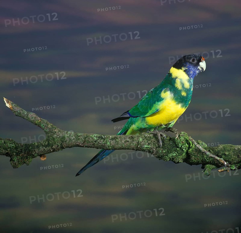 Ring-necked Parakeet