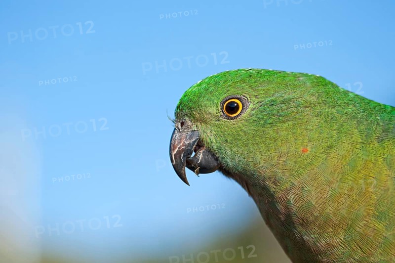 Australian King Parrot