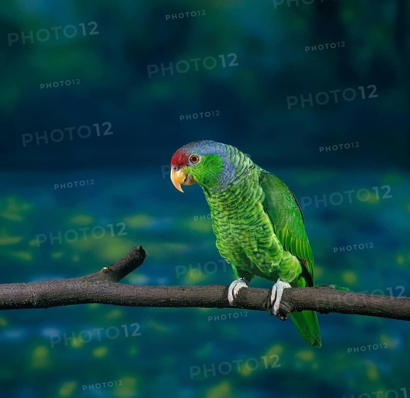 Parrot