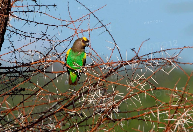 Meyer's parrot