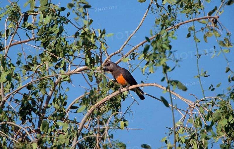 Red-bellied parrot