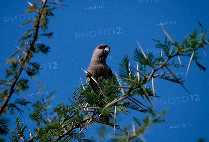 Red-bellied parrot