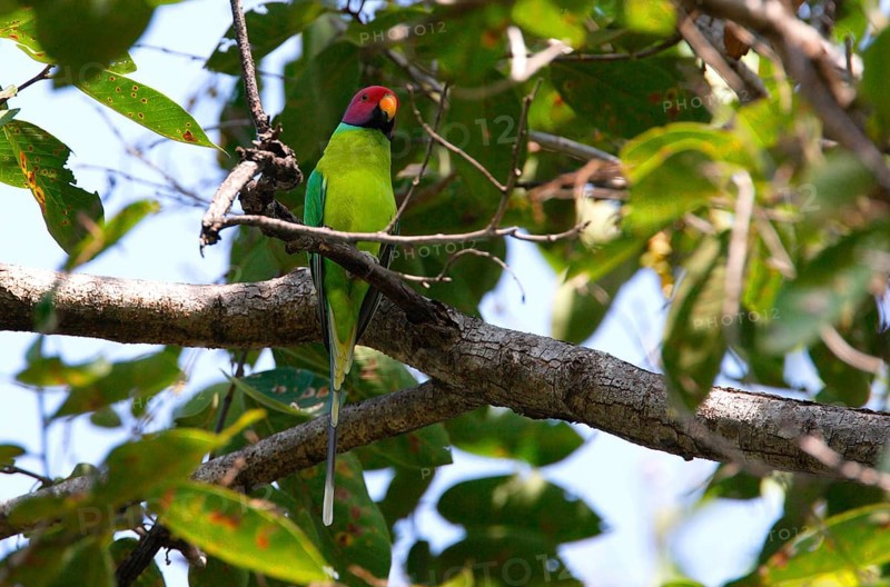 Plum-headed parakeet