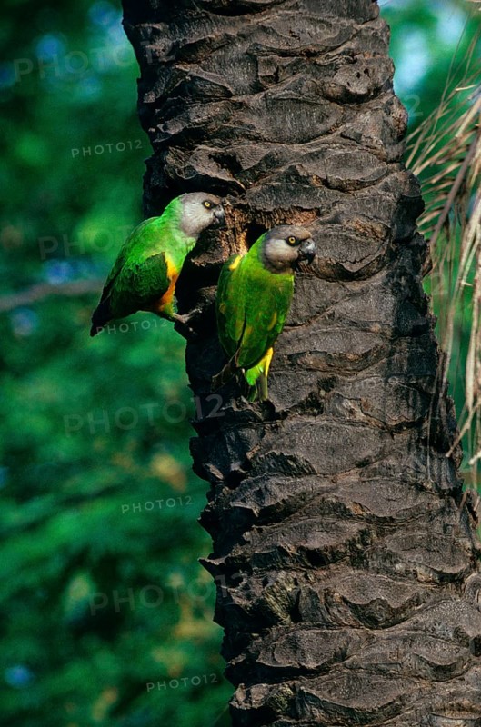 Parrot