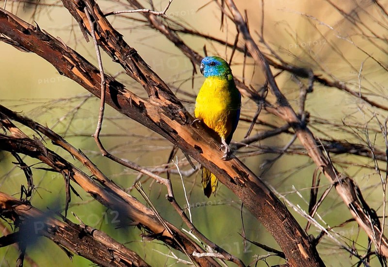 Turquoise parrot