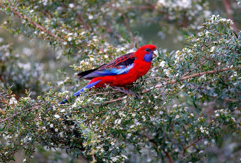 Crimson crimson rosella