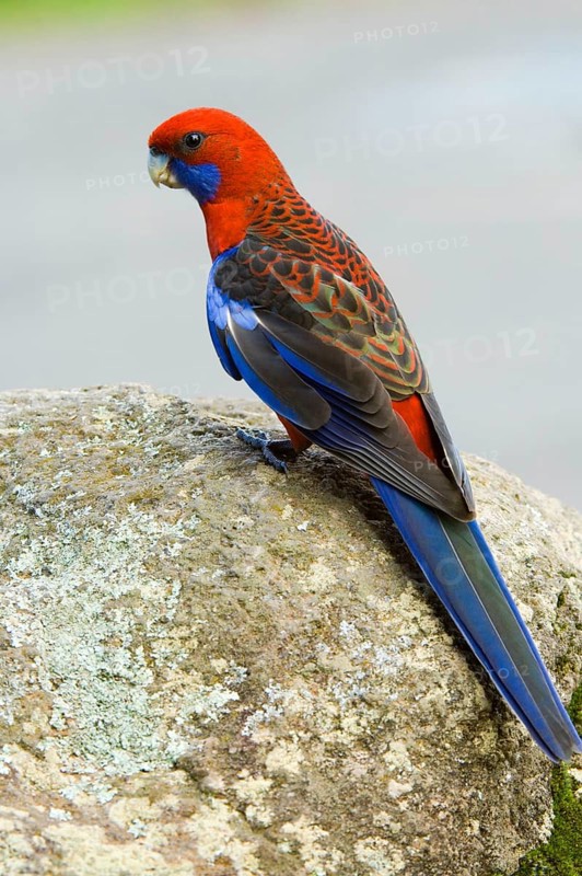 Pennant parakeet