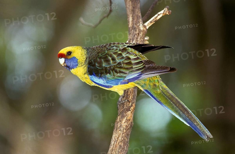 Green rosella
