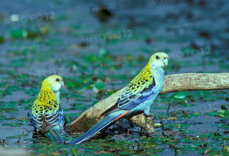 Pale-headed Rosella