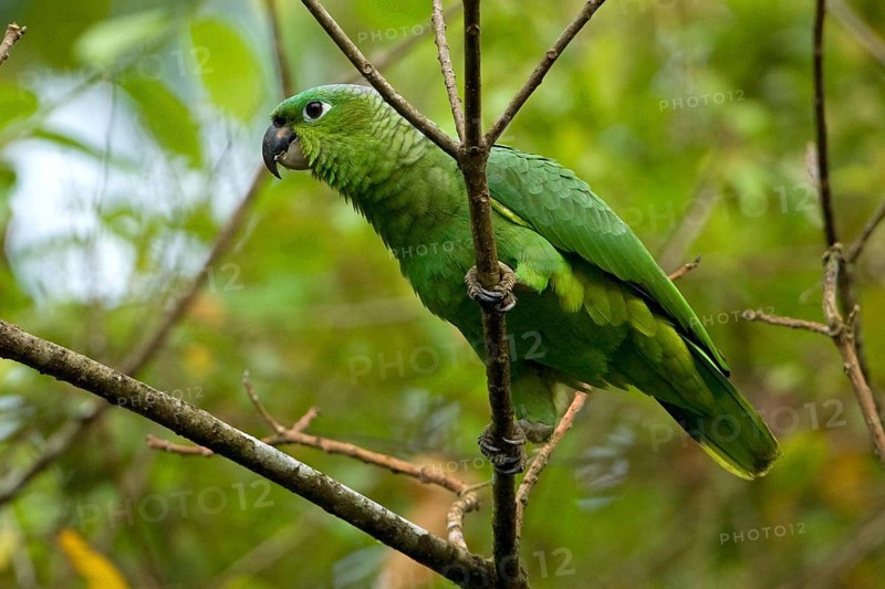 Southern mealy amazon