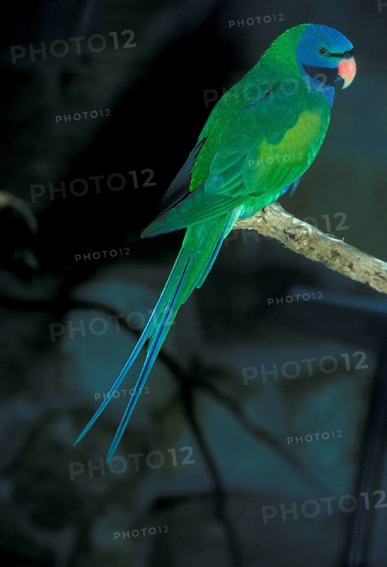 Psittacula derbyana