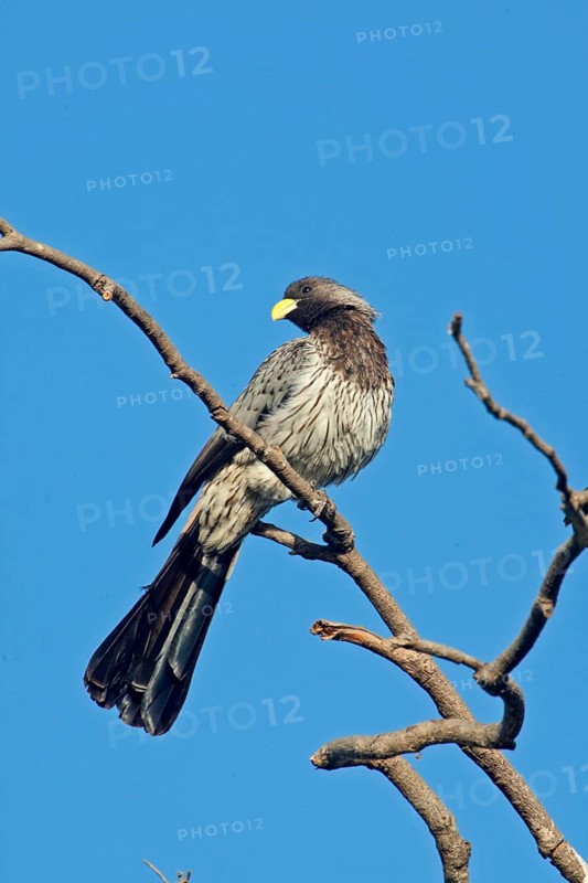 Western Grey Plantain-eater