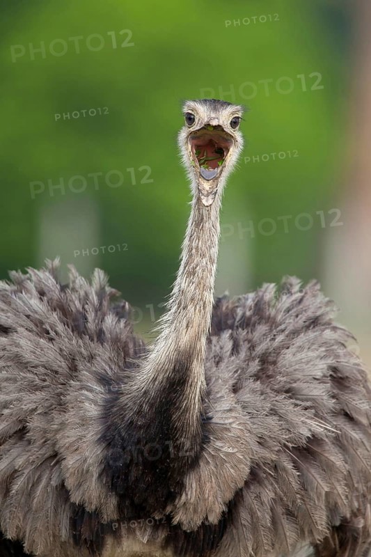 Greater greater rhea