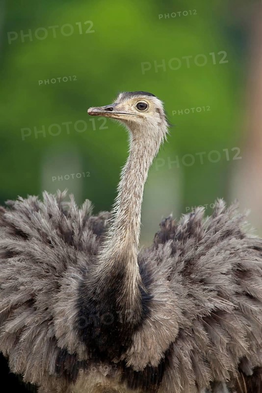 Greater greater rhea