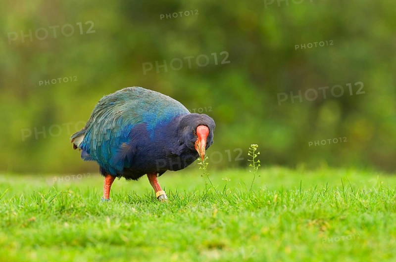 Takahe