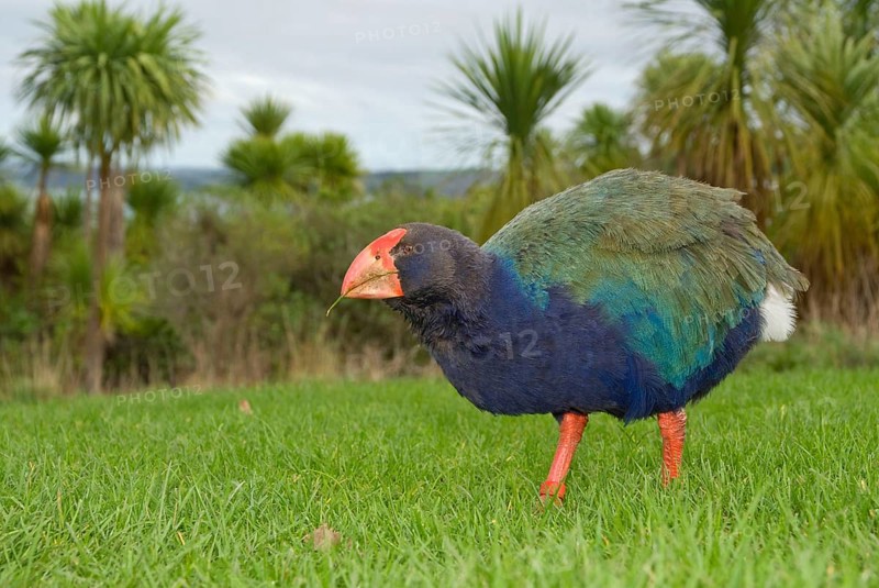 Takahe