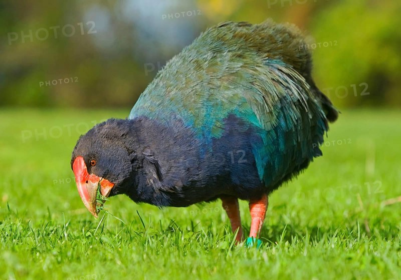 Takahe