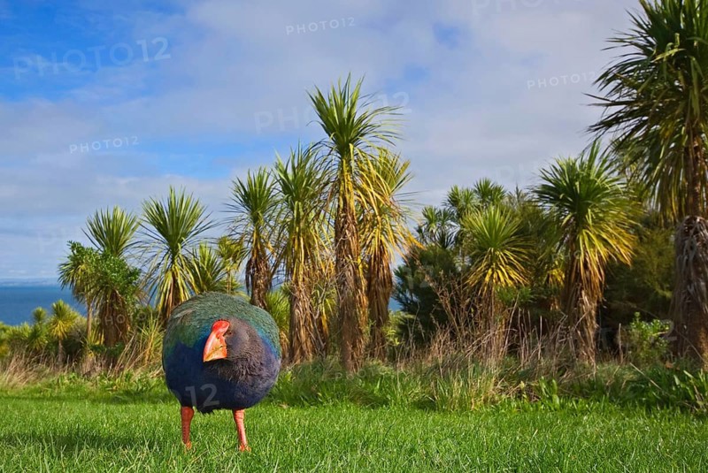 Takahe