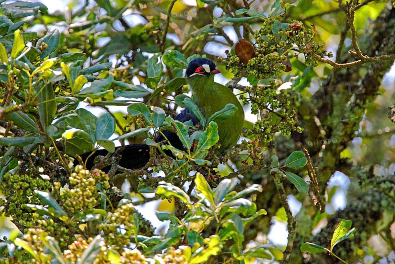 Hartlaub's hartlaub's turaco