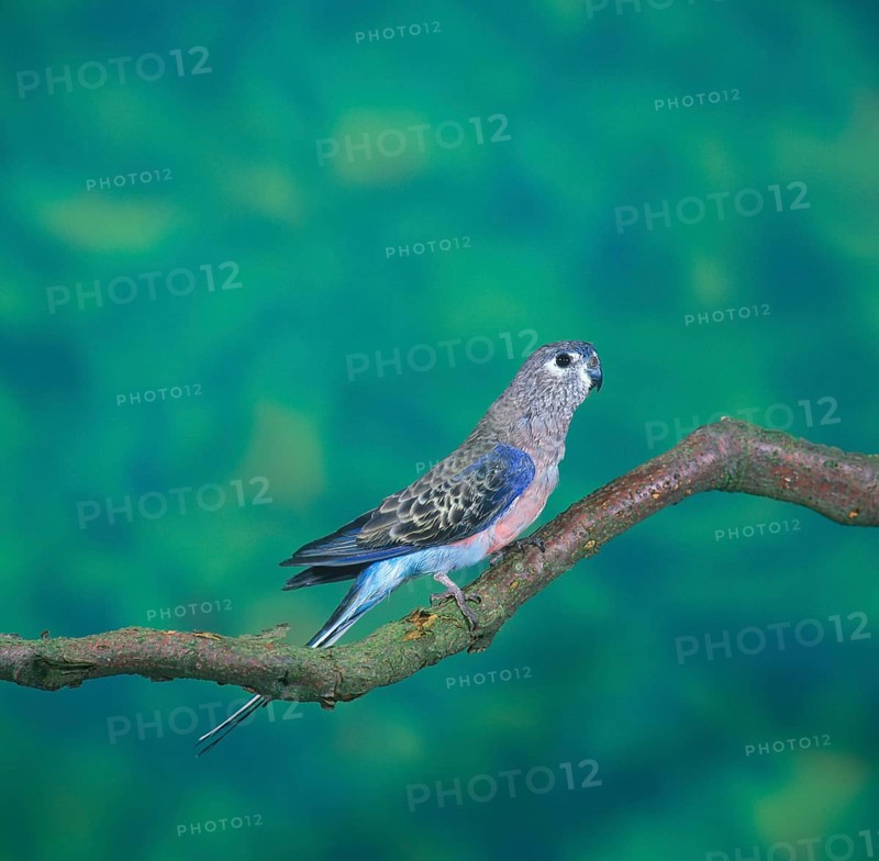 Bourke's Parakeet