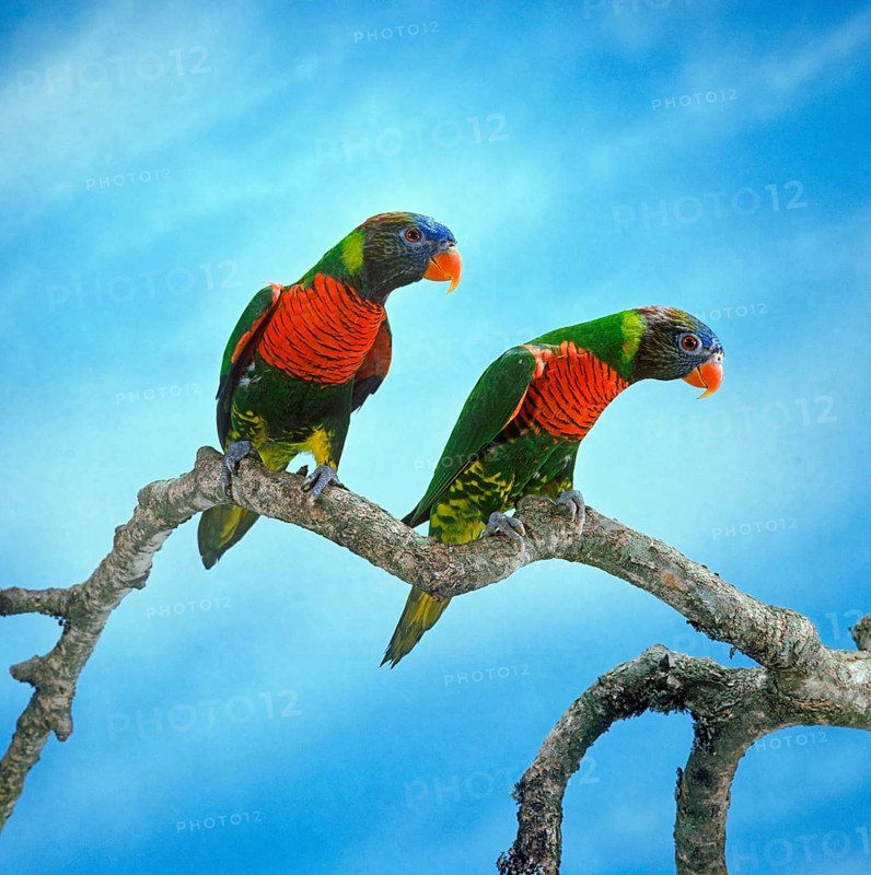 Black-bellied Lory