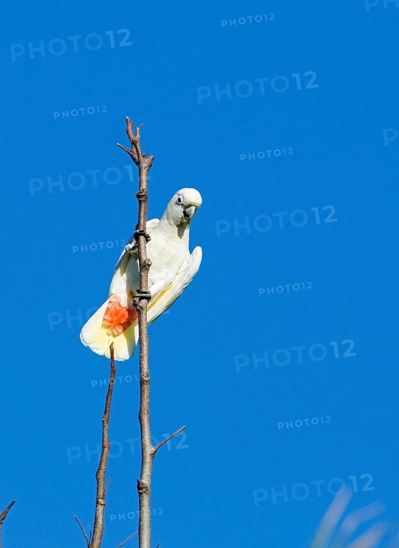 Red red-vented cockatoo