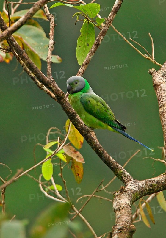 Layard's parakeet