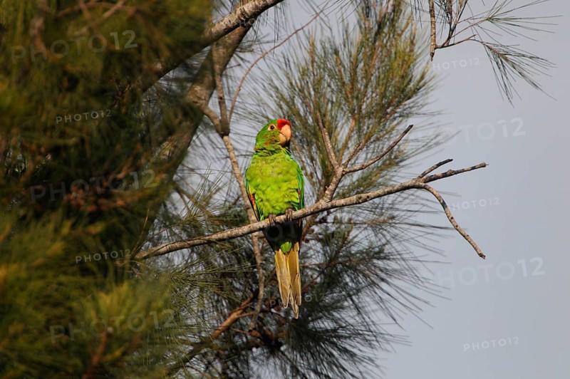 Crimson-fronted Parakeet