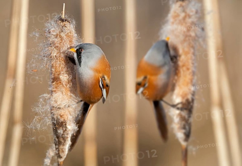 Bearded Reedlings