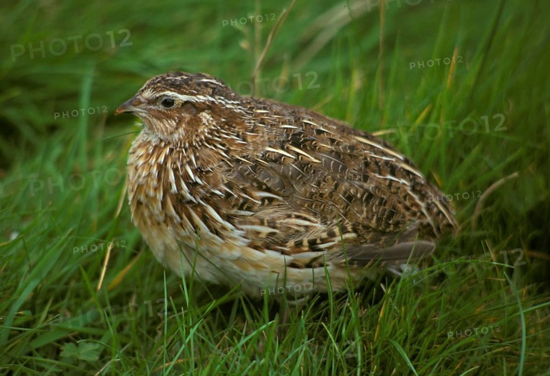 Japanese Quail