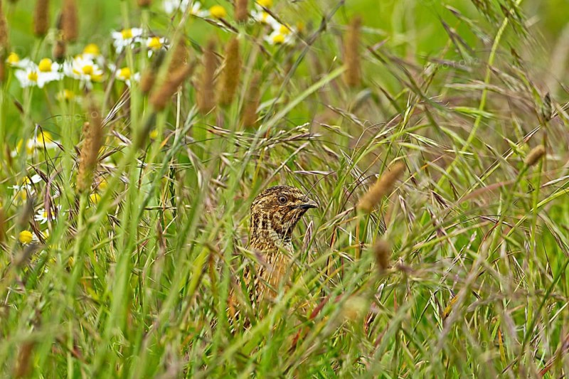 European Quail