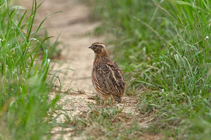 European Quail