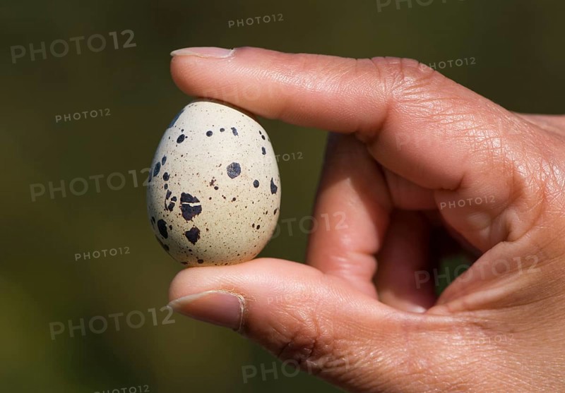 European quail