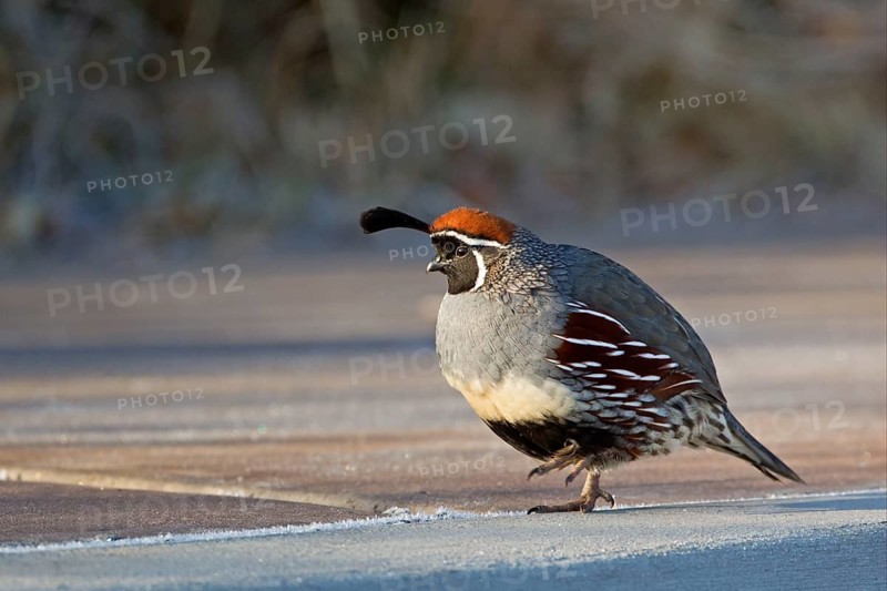 Gambel's Quail