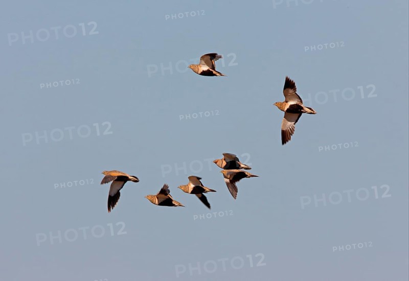 Black-bellied Sandgrouse