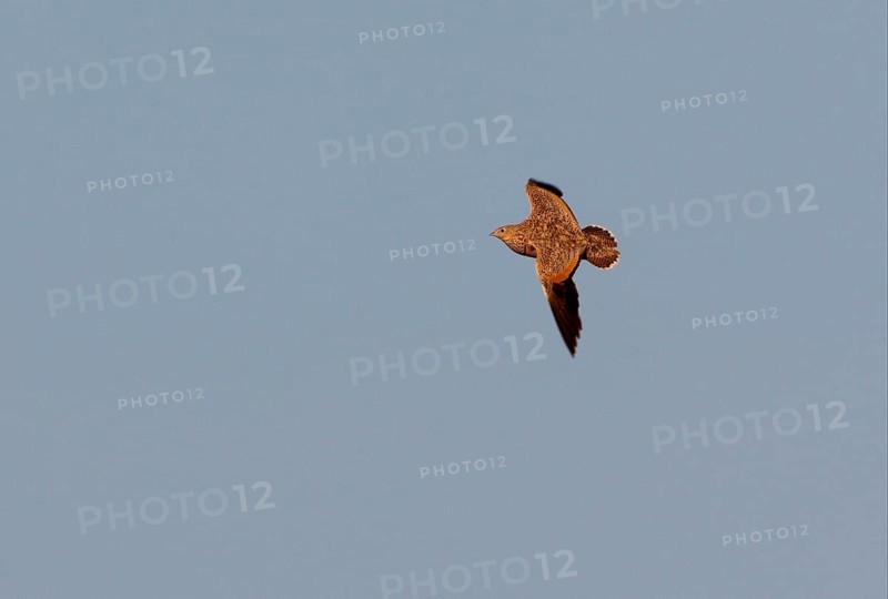 Black-bellied Sandgrouse