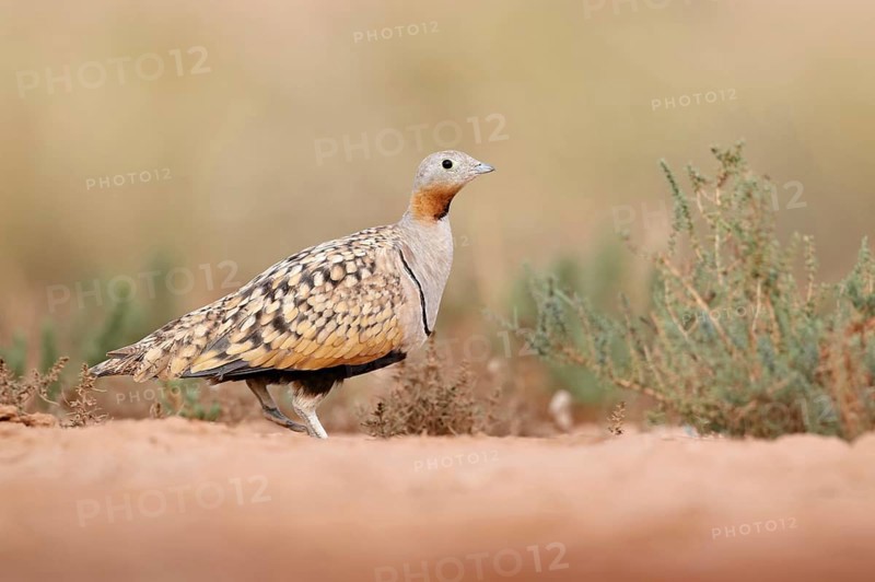 Black-bellied Sandgrouse