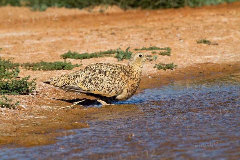 Black-bellied sandgrouse