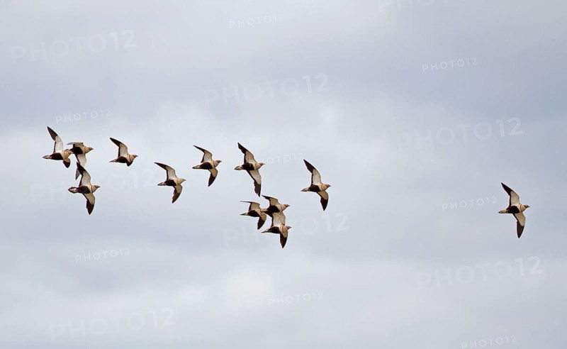 Sandgrouse