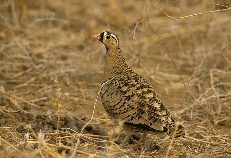 Black-faced sandgrouse